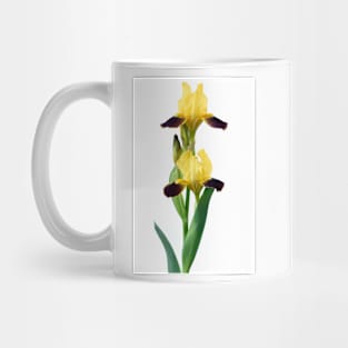 Bearded iris Mug